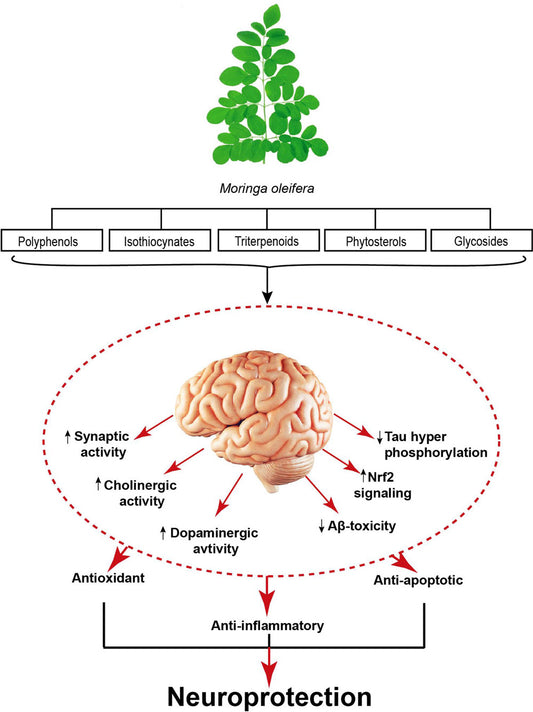 Moringa's Breath: Unveiling the Potent, Soothing Elixir for Respiratory Wellness