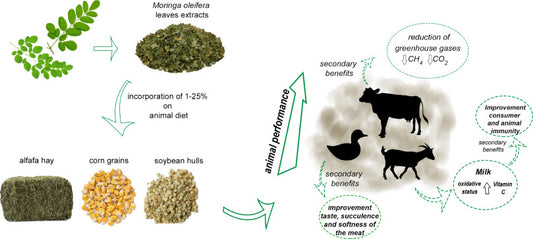 Moringa's Harmony: Championing Bold, Compassionate Strategies for Wildlife Conservation