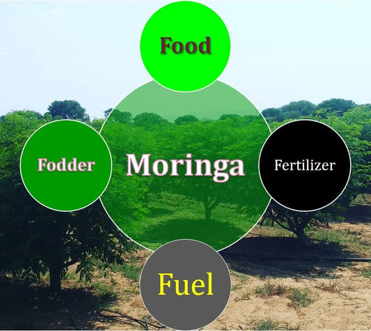 Moringa Revolution: Unleashing the Dynamic, Inspiring Innovations in Superfood Processing and Product Development