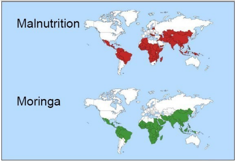 Moringa's Miracle: Unleashing the Potent, Life-Sustaining Force Against Global Food Insecurity