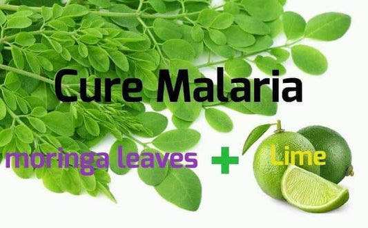 Moringa's Might: Unraveling the Potent, Hope-Infused Battle Against Malaria