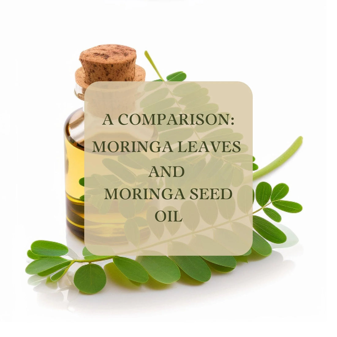 Nature's Duo: Exploring the Unique Benefits of Moringa Leaves Oil vs. Moringa Seeds Oil