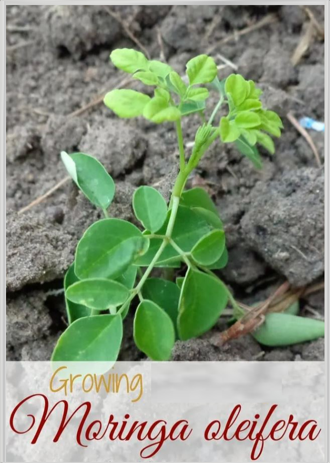 Guide for Beginners to Planting and Nurturing a Moringa Tree