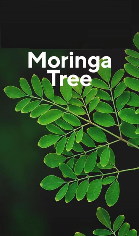 Moringa Trees: Unveiling the Green, Heartfelt Secrets to Sustainable Cultivation