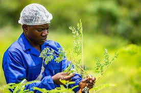 Moringa's Revolution: Sparking Bold, Empowering Change for Small-Scale Farmers and Entrepreneurs