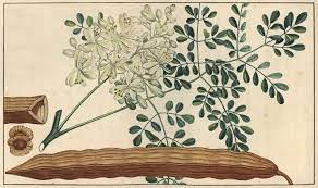 Moringa: Unraveling the Enchanting, Time-Honored Saga of Nature’s Miracle