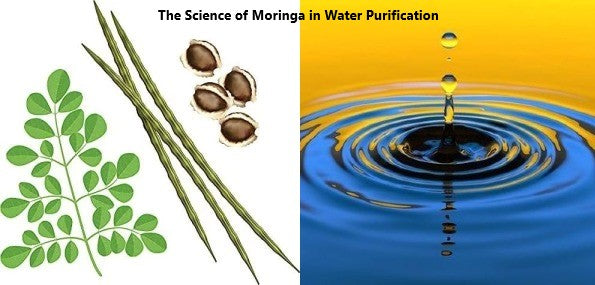 Moringa Miracle: Unveiling the Pure, Life-Saving Power of Natural Water Purification