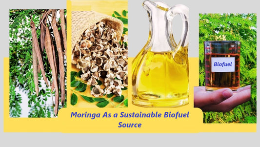 Moringa Unleashed: Unveiling the Bold, Green Revolution in Biofuel Production