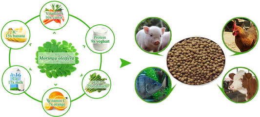 Moringa Marvel: Elevating Livestock Nutrition for Peak Health and Unmatched Productivity