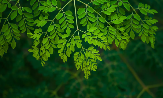 Moringa