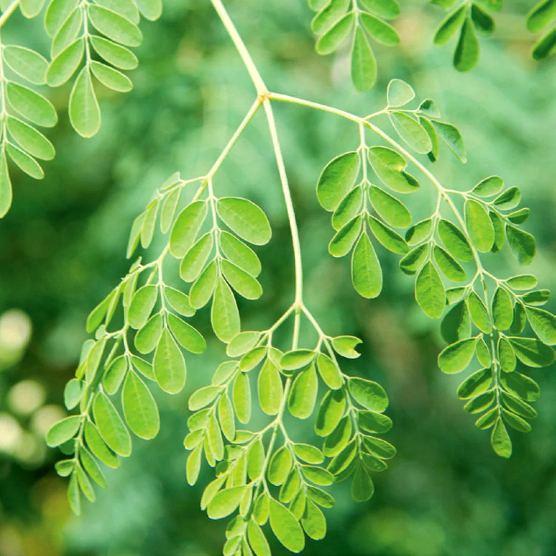 Moringa Cultivation and Trade: Unveiling the Prosperous, Heartening Revolution in the Global Economy